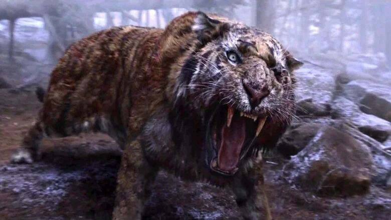 قصه ببر و شکارچی پیر