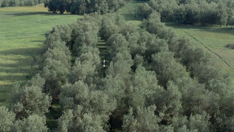 زیر درختان زیتون